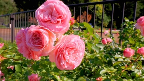Roses in the garden Stock Footage 237038682