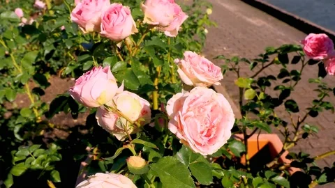 Roses in the garden Stock Footage 237038869