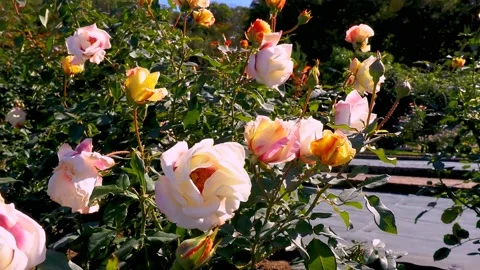 Roses in the garden Stock Footage 237038870