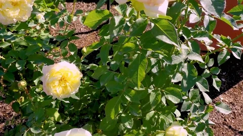Roses in the garden Stock Footage 237038875