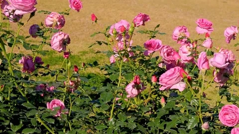 Roses in the garden Stock Footage 237038902