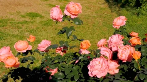 Roses in the garden Stock Footage 237039088