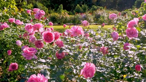 Roses in the garden Stock Footage 237039094
