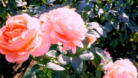 Roses in the garden Stock Footage 237039102