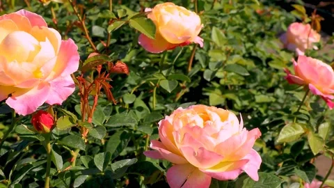 Roses in the garden Stock Footage 237039162