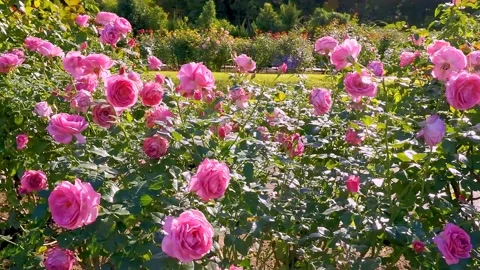 Roses in the garden Stock Footage 237039163