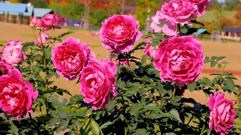 Roses in the garden Stock Footage 237039165