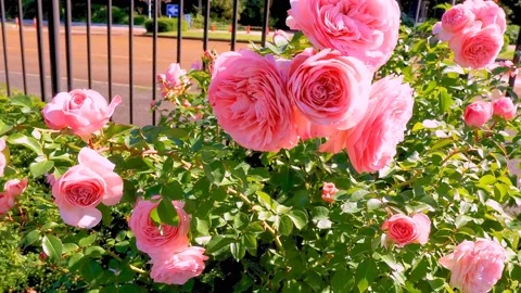 Roses in the garden Stock Footage 237039240