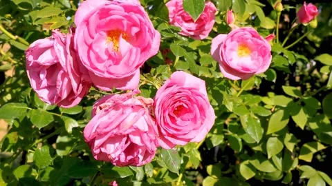 Roses in the garden Stock Footage 237039253
