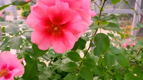 Roses in the garden Stock Footage 237074405