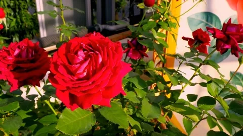Roses in the garden Stock Footage 237074407
