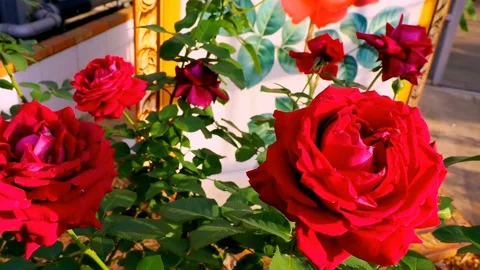 Roses in the garden Stock Footage 237074764