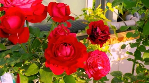 Roses in the garden Stock Footage 237074888