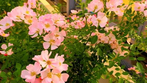 Roses in the garden Stock Footage 237074931