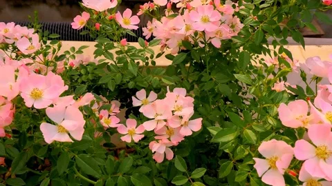 Roses in the garden Stock Footage 237074932