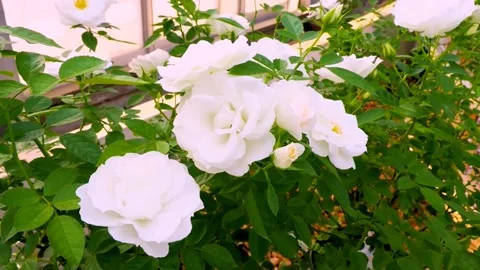 Roses in the garden Stock Footage 237074935