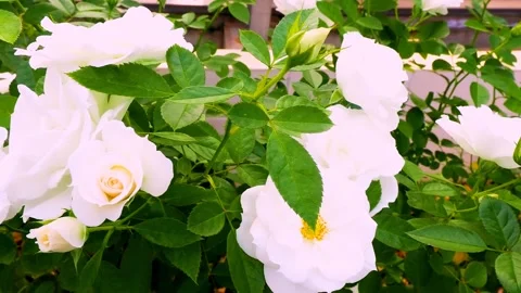 Roses in the garden Stock Footage 237075187