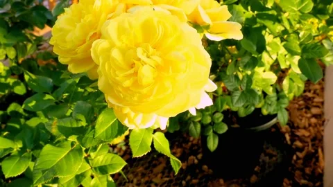 Roses in the garden Stock Footage 237075189