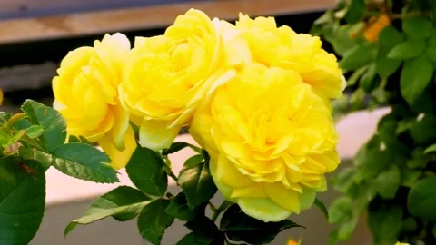 Roses in the garden Stock Footage 237075190