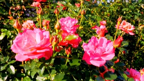 Roses in the garden Stock Footage 237075193