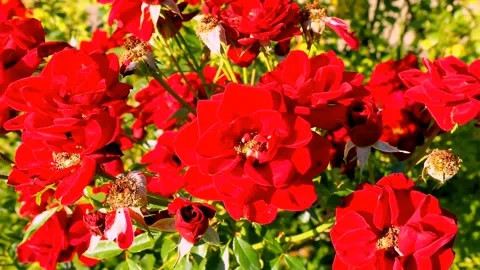 Roses in the garden Stock Footage 237075743