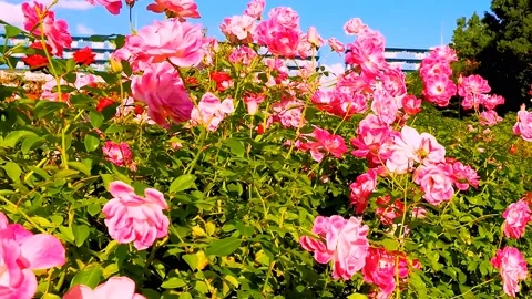 Roses in the garden Stock Footage 237075746
