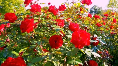 Roses in the garden Stock Footage 237075938