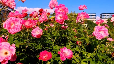 Roses in the garden Stock Footage 237076081