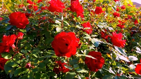 Roses in the garden Stock Footage 237076123