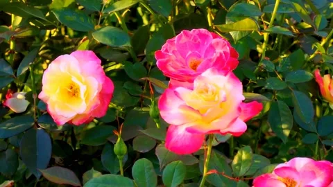 Roses in the garden Stock Footage 237076125