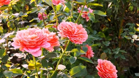 Roses in the garden Stock Footage 237076467