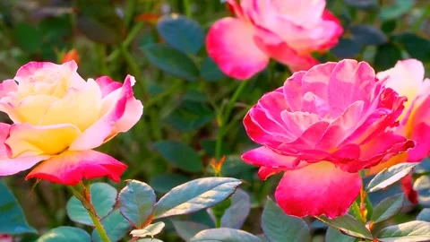 Roses in the garden Stock Footage 237076548