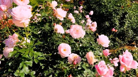 Roses in the garden Stock Footage 237076873