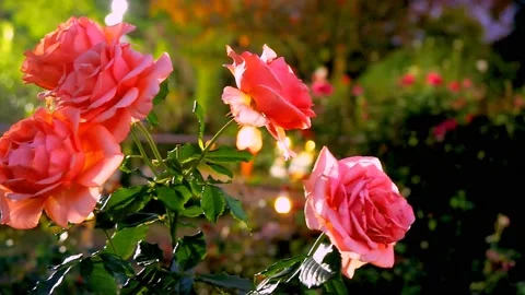 Roses in the garden Stock Footage 237076944