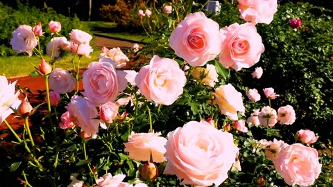 Roses in the garden Stock Footage 237077125