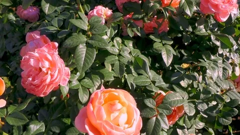 Roses in the garden Stock Footage 237077192