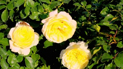 Roses in the garden Stock Footage 237077309