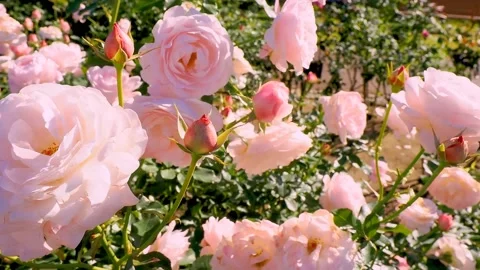 Roses in the garden Stock Footage 237078816