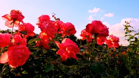 Roses in the garden Stock Footage 237079185
