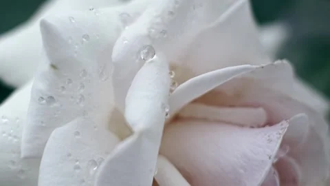 Roses in garden Stock Footage 243507819