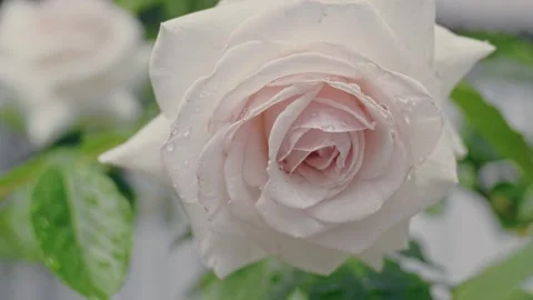 Roses in garden Stock Footage 243507956