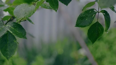 Roses in garden Stock Footage 243508076