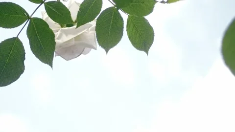 Roses in garden Stock Footage 243508094