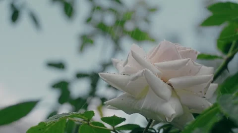 Roses in garden Stock Footage 243508120