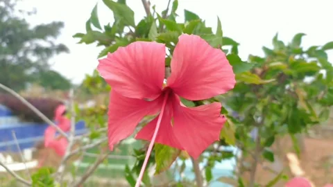 ROSES IN THE GARDEN Video stock 249049704