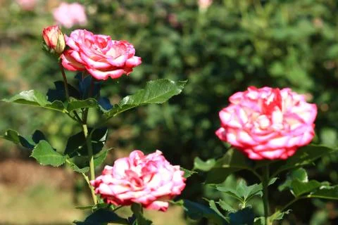 Roses in garden . Stock Photos