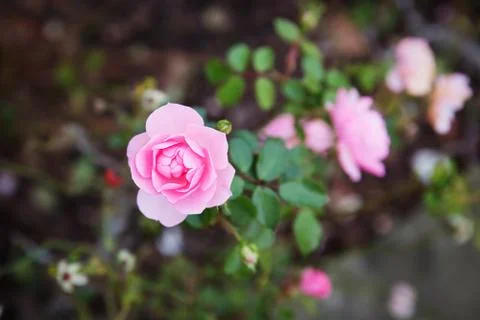 Roses in the garden Stock Photos