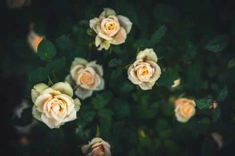 Roses in a garden. Stock Photos