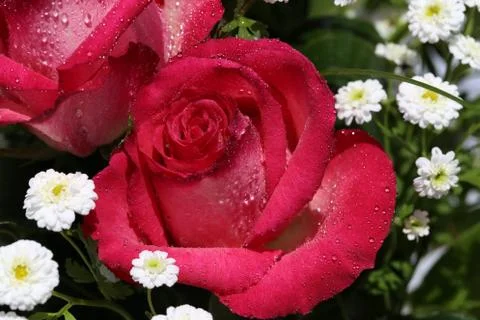 Roses in the garden Stock Photos