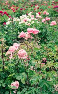 Roses in a garden. Stock Photos